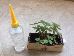 おうちモンテ 植木