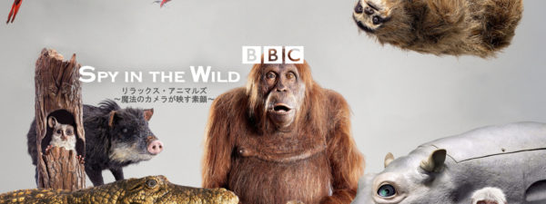 子供英語 オススメ動画 Hulu